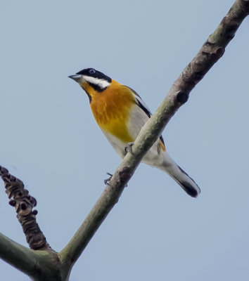 Western spindalis (Spindalis zena)