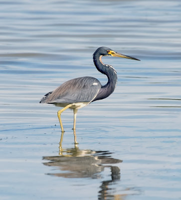 Tricolored Heron