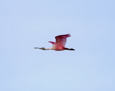 Roseate spoonbill