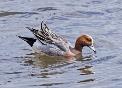 Eurasian Wigeon 