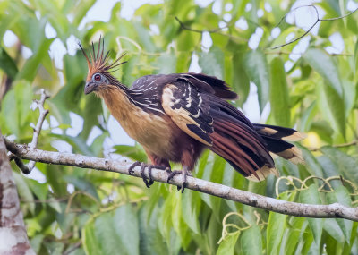 Birds of Ecuador