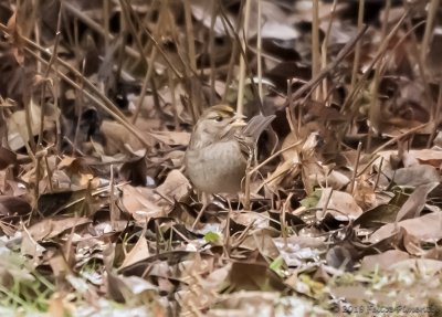 Golden-crowned Sparrow