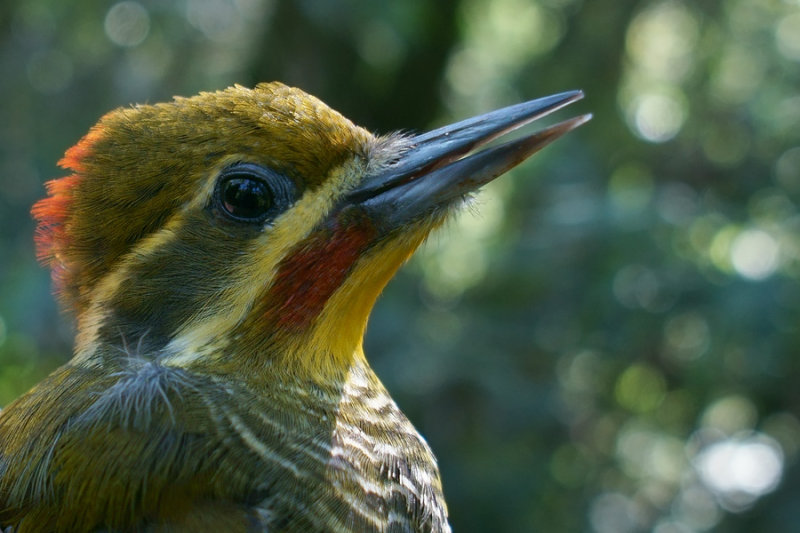 female portrait