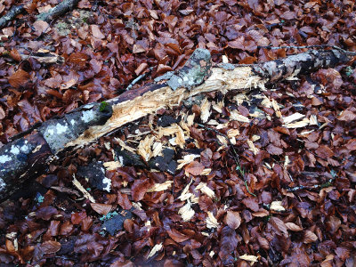 WBW foraging sign