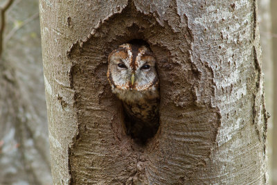 Tawny Owl (Strix aluco)