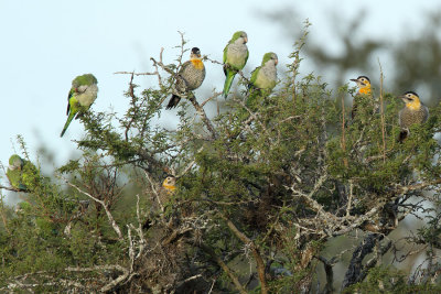 with Monk Parakeets