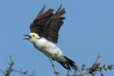 in flight