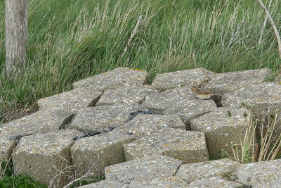 Eurasian Wryneck