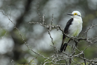 White Woodpecker