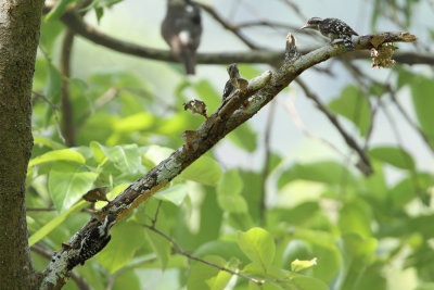 Brown-capped Pygmy Woodpecker (Yungipicus nanus)
