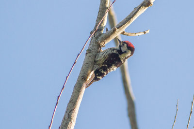 Lesser Spotted Woodpecker Picoides minor