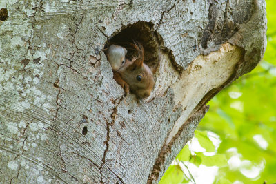 Red Squirrel (Sciurus vulgaris)