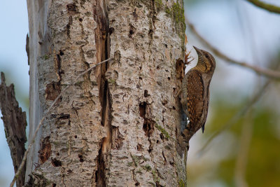 Eurasian Wryneck Jynx torquilla