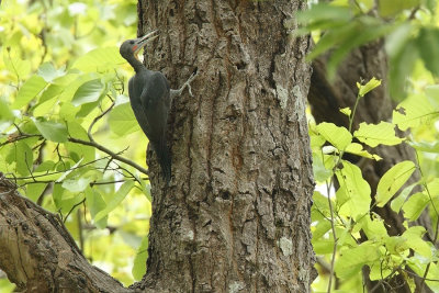 male on sal tree