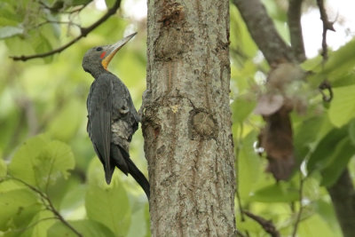 resting male