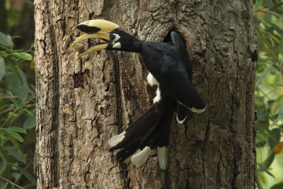 Oriental Pied Hornbill (Anthracoceros albirostris)