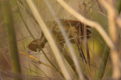 foraging female