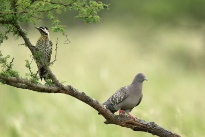 with Spot-winged Pigeon 