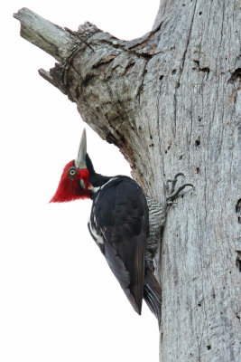 Crimson-crested Woodpecker