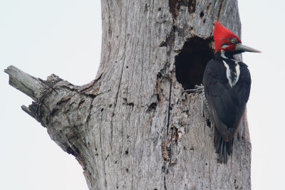 male at roost