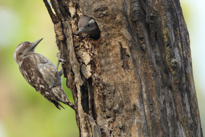Brown-capped Pygmy Woodpecker 