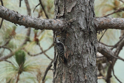 Brown-fronted Woodpecker  (Leiopicus auriceps)