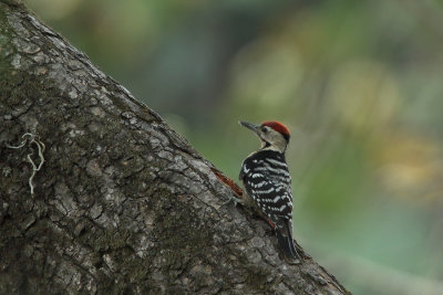 Fulvous-breasted Woodpecker (Dendrocopos macei)