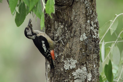 Himalayan Woodpecker  (Dendrocopos himalayensis)