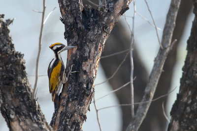 foraging female