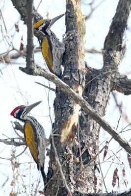 female and juvenile