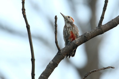 Yellow-crowned Woodpecker