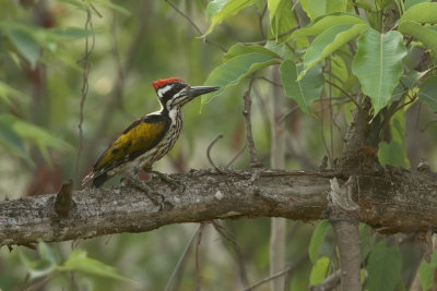 White-naped Woodpecker