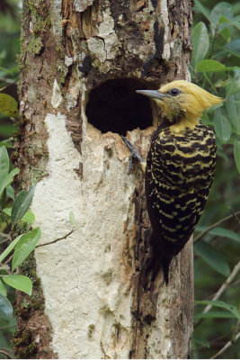 female at nest