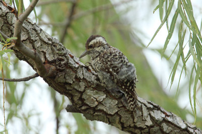 Checkered Woodpecker 