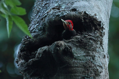 male in roost