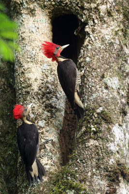 male and juvenile at roost