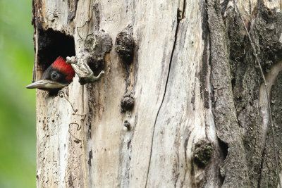 female nestling