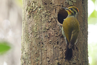 female at nest