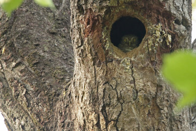 Jungle Owlet (Glaucidium radiatum)