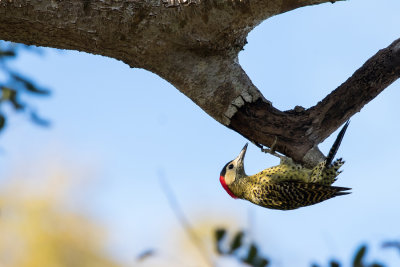 Green-barred Woodpecker Colaptes melanochloros 