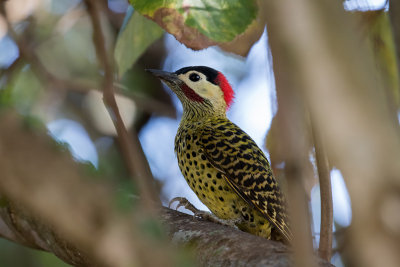 Green-barred Woodpecker Colaptes melanochloros 