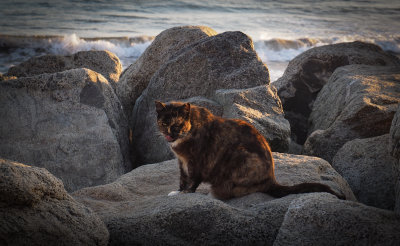 Cats on the Rocks