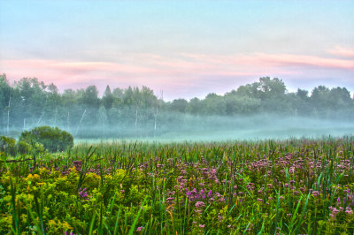 Vibrant Fog
