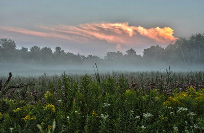 Feathery Mist