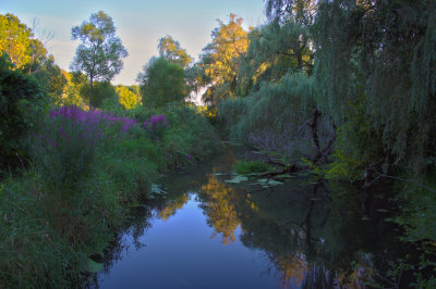 Lavender River