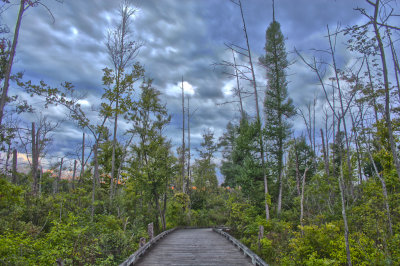 Through the Swamp We Go