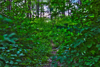 The Forgotten Path