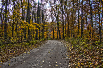 ...And Through the Woods