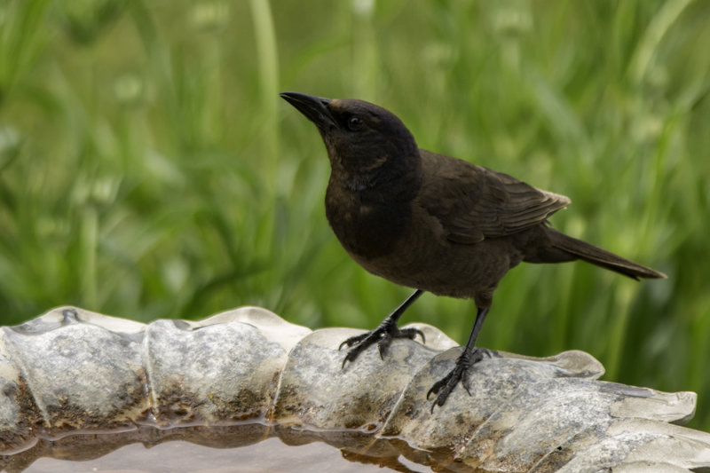 Brown Headed Cow Bird or Female Black Bird