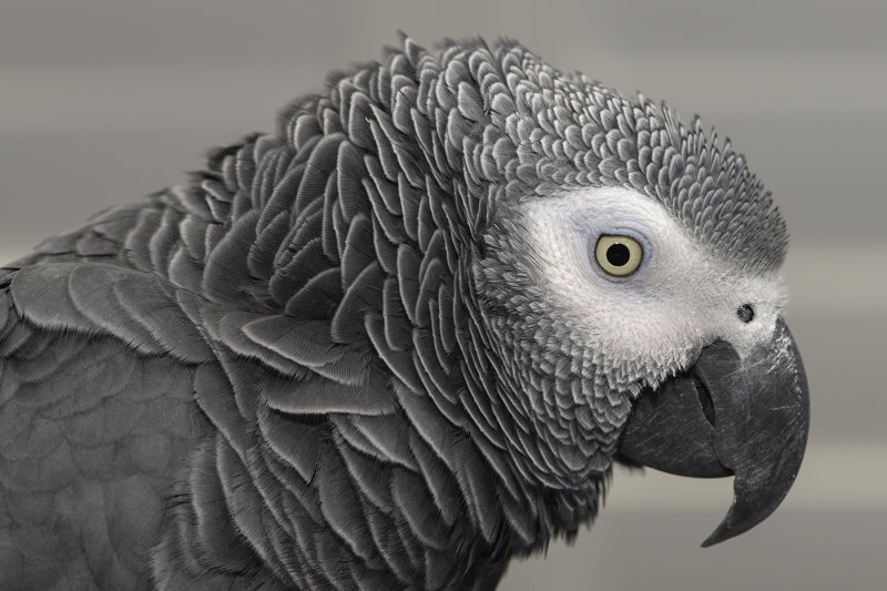 African Grey Parrot Portrait